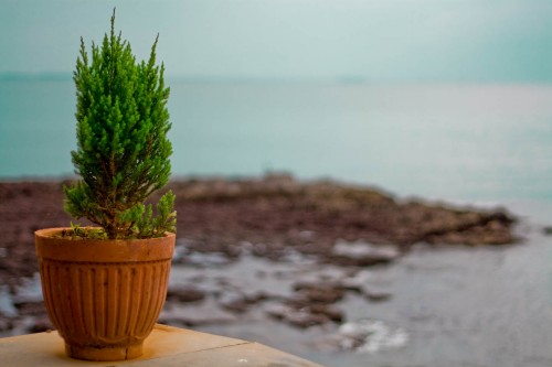 Flower pot overlooking sea