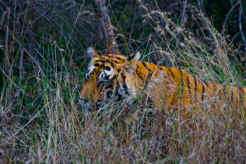 Tiger at Ranthambore national park