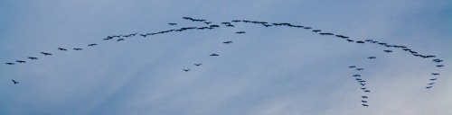 Sarus Cranes flying at Ranthambore