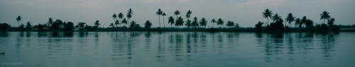 Palm tree silhouette at Kerala backwaters