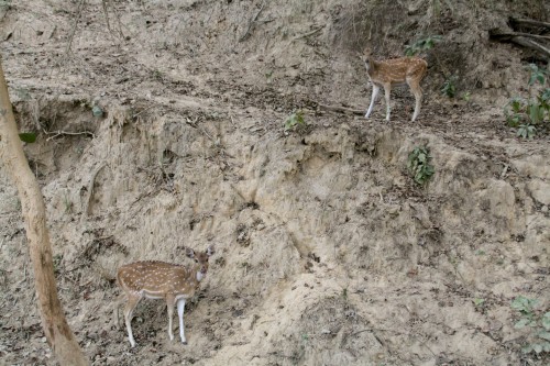 Deer at Jim Corbett National Park