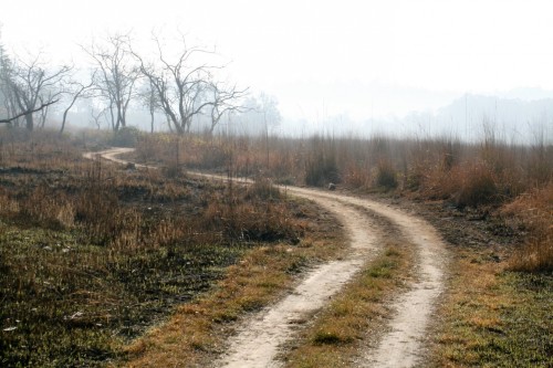 Jungle Path Jim Corbett National Park