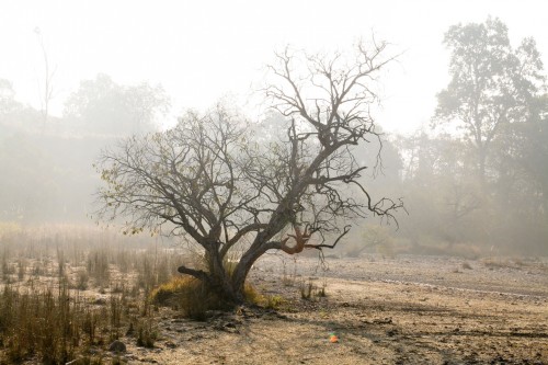 Spooky tree at Jim Corbett