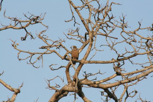 Spotted Eagle at Jim Corbett