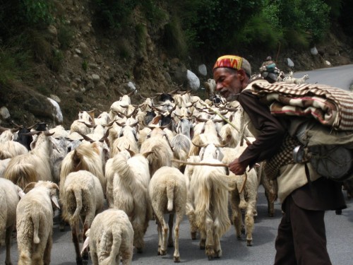 Highland Goats