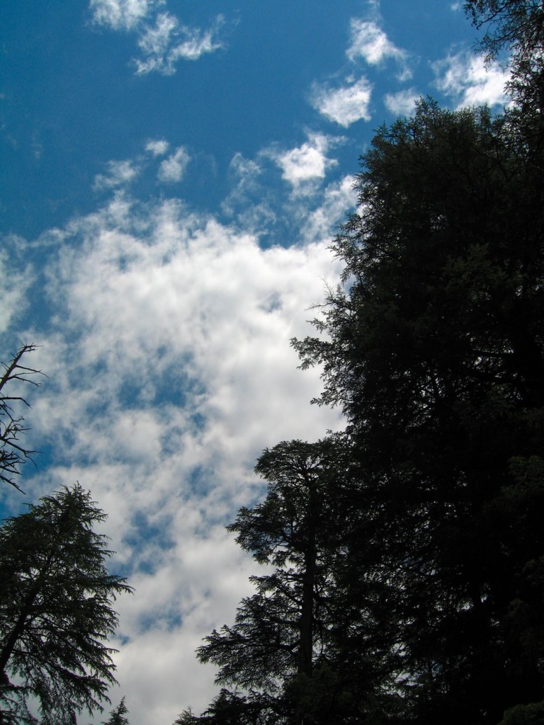 Tree Archives - Footwa