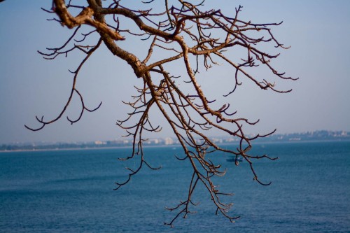 Dead branch with sea background