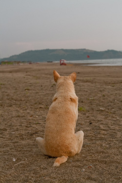 Dog overlooking sea