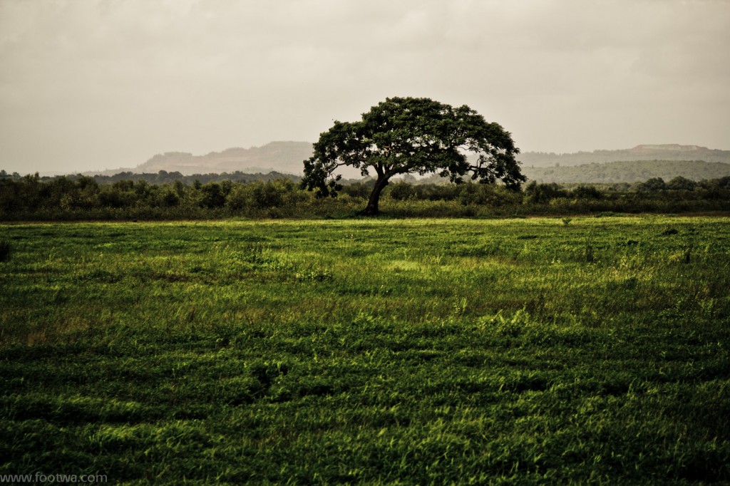 Tree of knowledge of good and evil Footwa