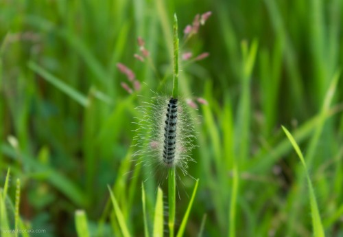 Caterpillar on a blade of grass