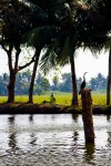 Bird at Kerala backwater