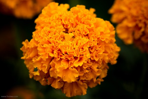 Flowers - A macro look - Footwa