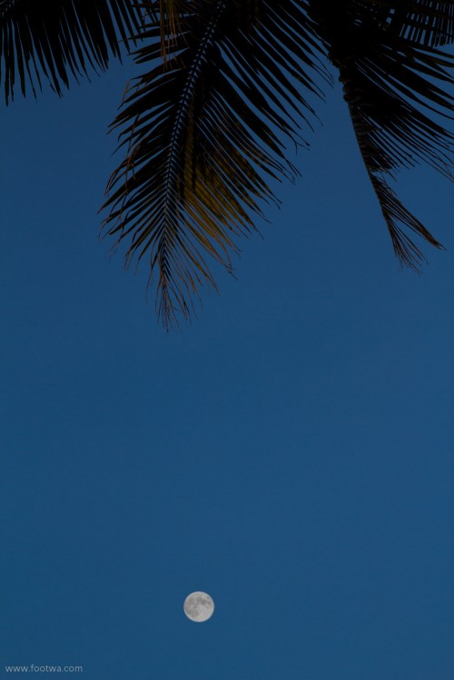 Palm tree and the moon